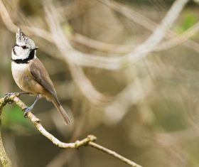 Closeup of tiny bird on branch Stock Photo
