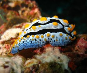 Colorful underwater reef Stock Photo 01