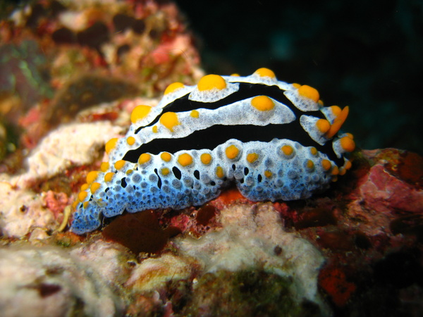 Colorful underwater reef Stock Photo 01