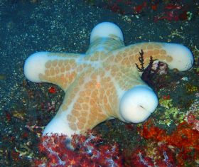 Colorful underwater reef Stock Photo 02