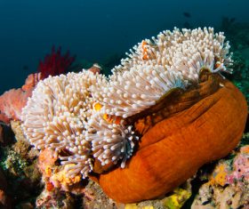 Colorful underwater reef Stock Photo 03