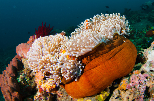 Colorful underwater reef Stock Photo 03