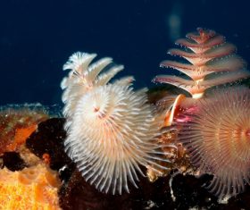 Colorful underwater reef Stock Photo 04