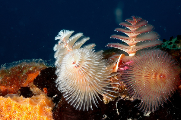 Colorful underwater reef Stock Photo 04