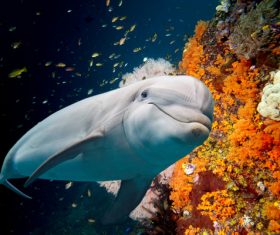 Colorful underwater reef and dolphins Stock Photo