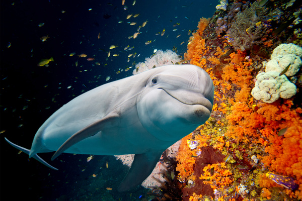 Colorful underwater reef and dolphins Stock Photo
