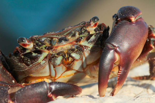 Crab close-up Stock Photo