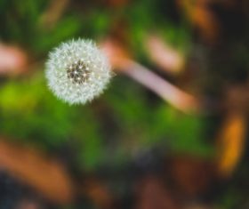 Dandelion flower close-up Stock Photo