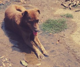 Dog squats in puddle Stock Photo