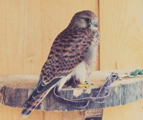 Domesticated bird Stock Photo 01