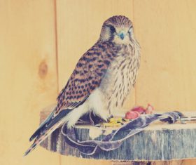 Domesticated bird Stock Photo 02