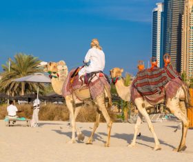 Dubai Beach ride camel experience Stock Photo 01