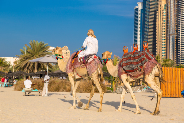 Dubai Beach ride camel experience Stock Photo 01