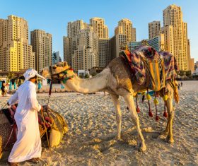 Dubai Beach ride camel experience Stock Photo 02