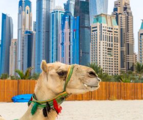 Dubai Beach ride camel experience Stock Photo 03