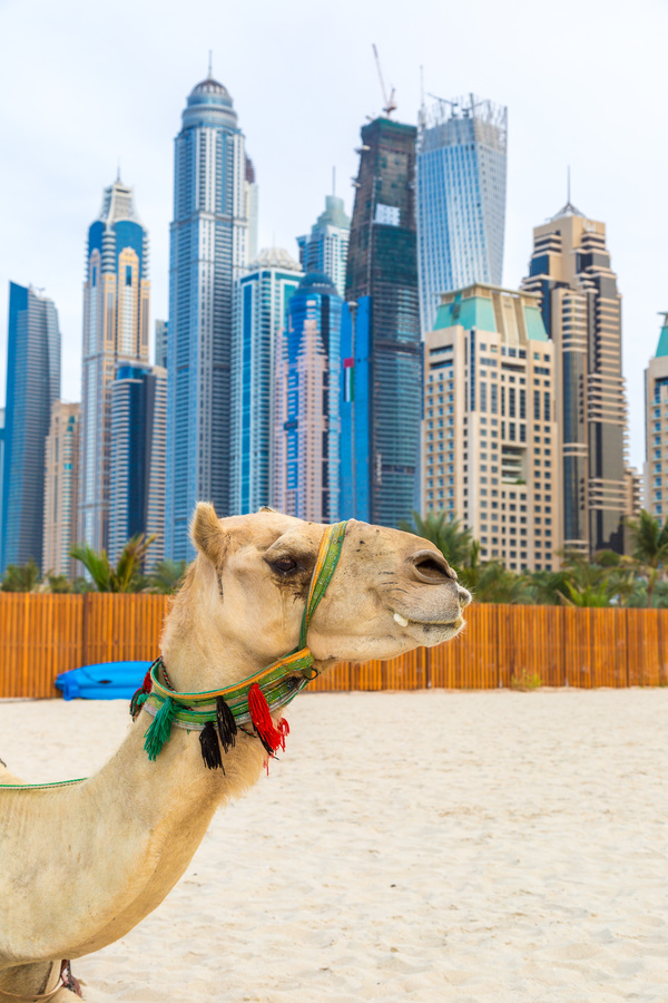 Dubai Beach ride camel experience Stock Photo 03