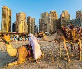 Dubai Beach ride camel experience Stock Photo 04