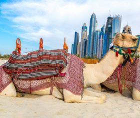 Dubai Beach ride camel experience Stock Photo 05