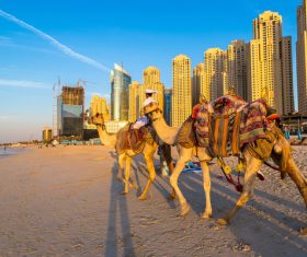 Dubai Beach ride camel experience Stock Photo 06