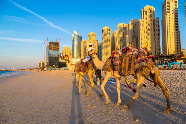 Dubai Beach ride camel experience Stock Photo 06