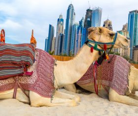 Dubai Beach ride camel experience Stock Photo 07