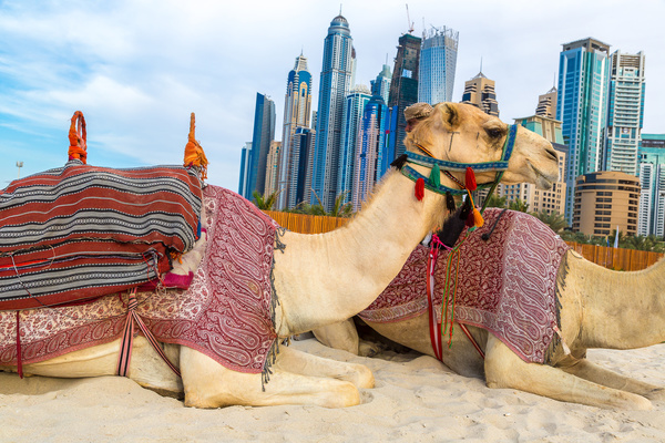 Dubai Beach ride camel experience Stock Photo 07