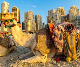 Dubai Beach ride camel experience Stock Photo 08