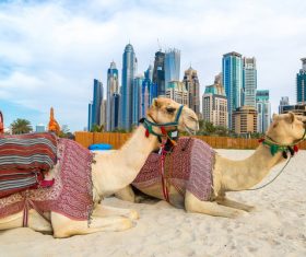 Dubai Beach ride camel experience Stock Photo 09