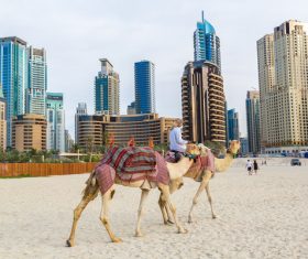 Dubai Beach ride camel experience Stock Photo 10