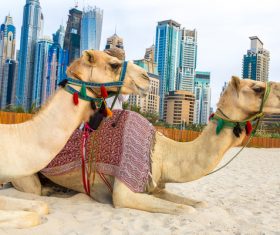 Dubai Beach ride camel experience Stock Photo 11