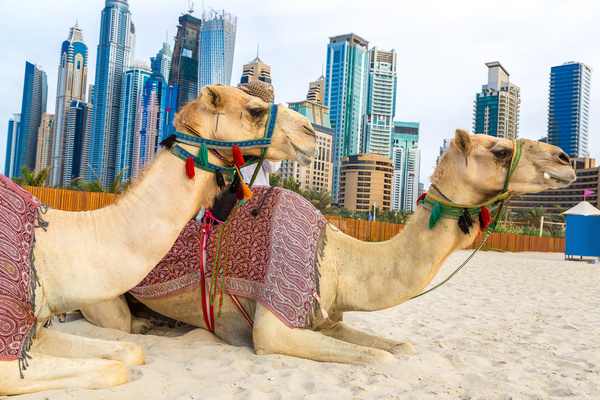 Dubai Beach ride camel experience Stock Photo 11