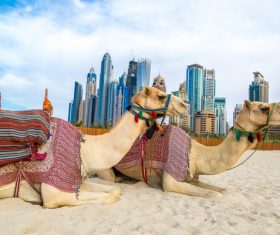 Dubai Beach ride camel experience Stock Photo 12