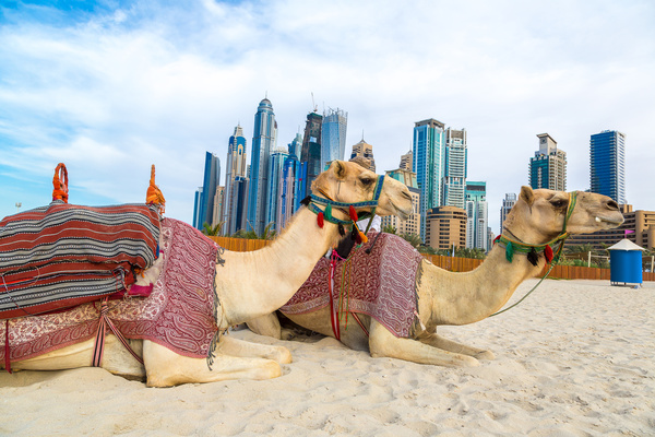 Dubai Beach ride camel experience Stock Photo 12
