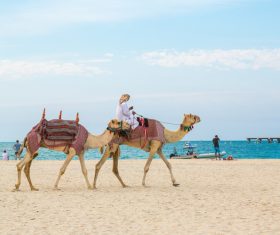 Dubai Beach ride camel experience Stock Photo 13