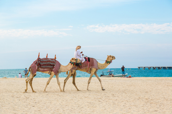 Dubai Beach ride camel experience Stock Photo 13