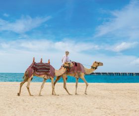 Dubai Beach ride camel experience Stock Photo 14