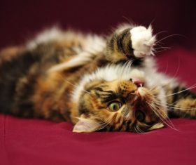 Elegant Maine-Coon cat (5)