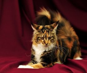Elegant Maine-Coon cat (6)