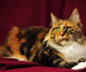 Elegant Maine-Coon cat (8)