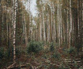 Empty forest scenery Stock Photo