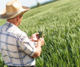 Examine wheat farmers Stock Photo 01
