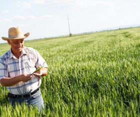 Examine wheat farmers Stock Photo 02