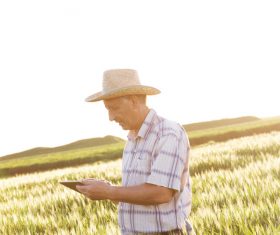 Examine wheat farmers Stock Photo 03