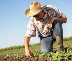 Farmers examine seedlings Stock Photo