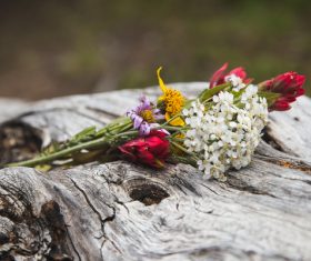 Fresh flowers on trunk Stock Photo