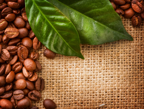 Grains of coffee with leaves Stock Photo  (4)