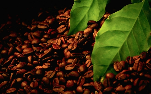 Grains of coffee with leaves Stock Photo  (8)