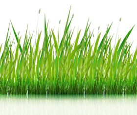 Green grass with grass seeds vector 01