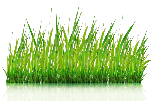 Green grass with grass seeds vector 01