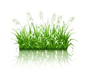 Green grass with grass seeds vector 02